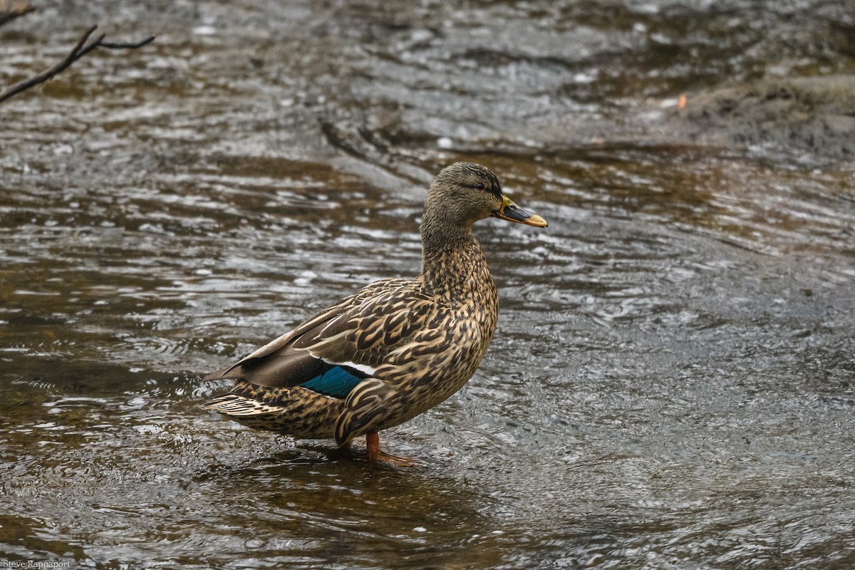 Mallard - ML141438191