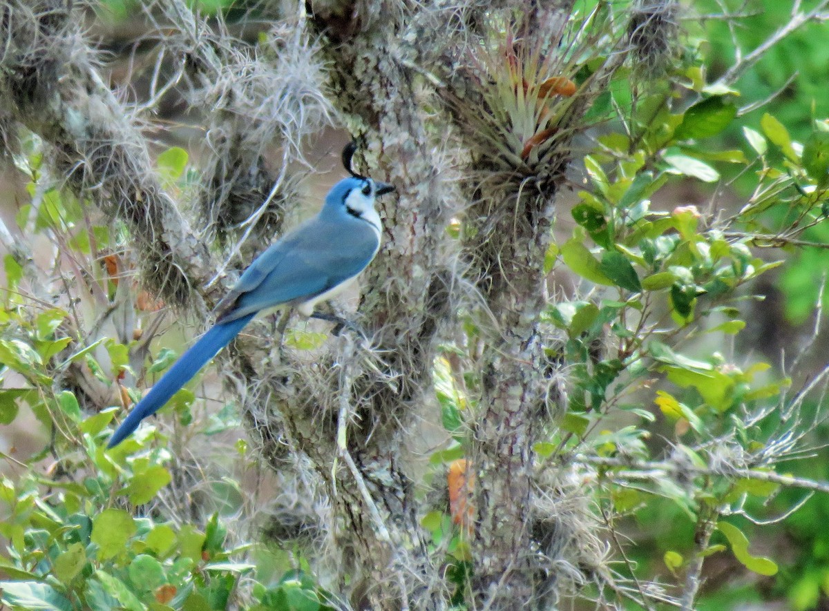 White-throated Magpie-Jay - Oliver  Komar