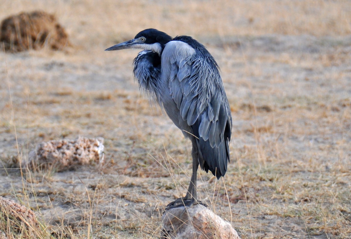 Black-headed Heron - Heather Lauer