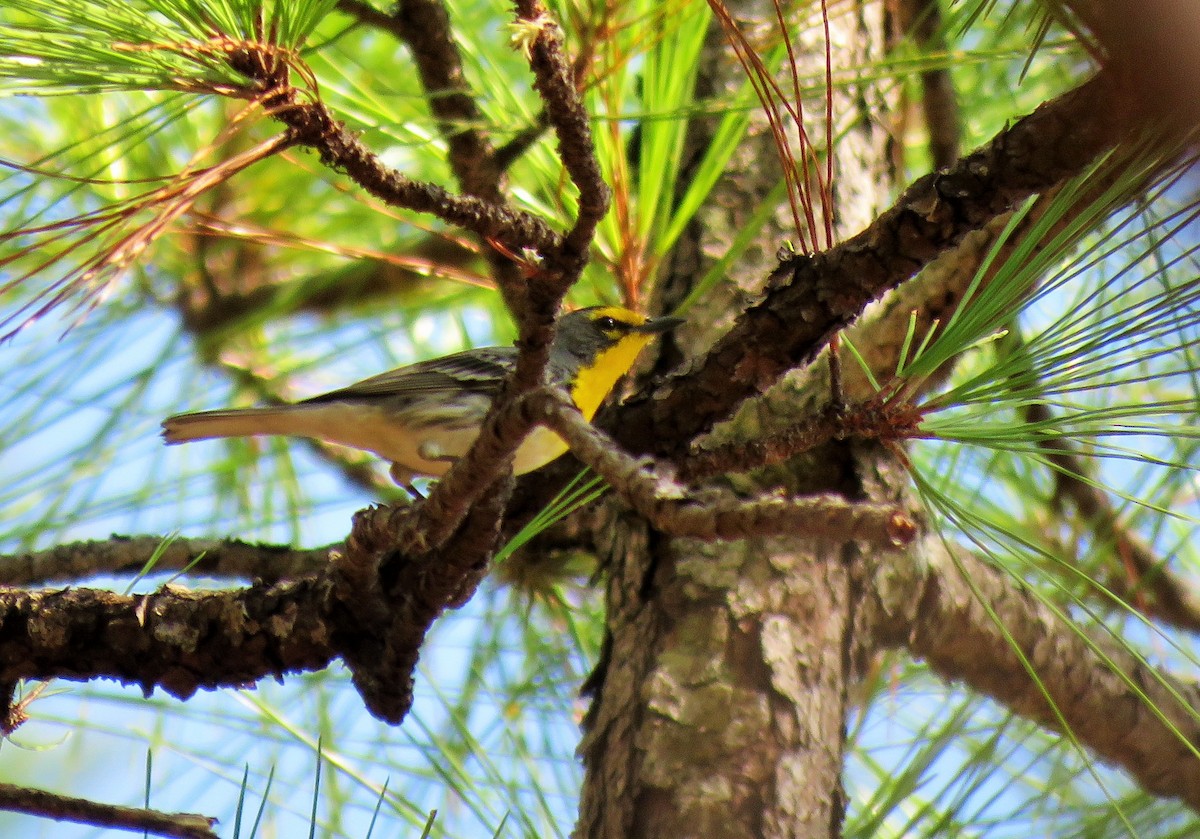 Grace's Warbler - ML141439181