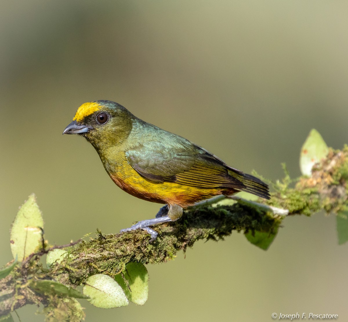 Olive-backed Euphonia - ML141439561