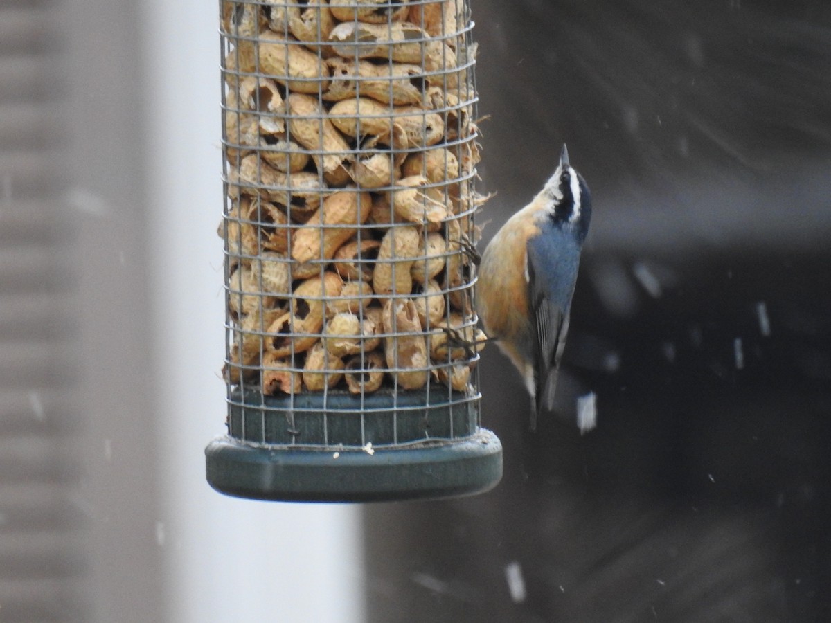 Red-breasted Nuthatch - ML141439641