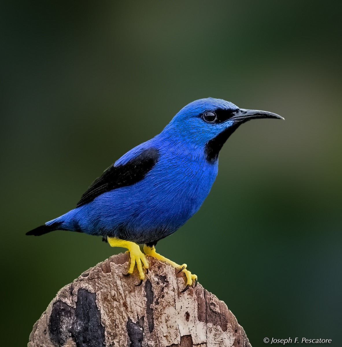 Shining Honeycreeper - ML141440721