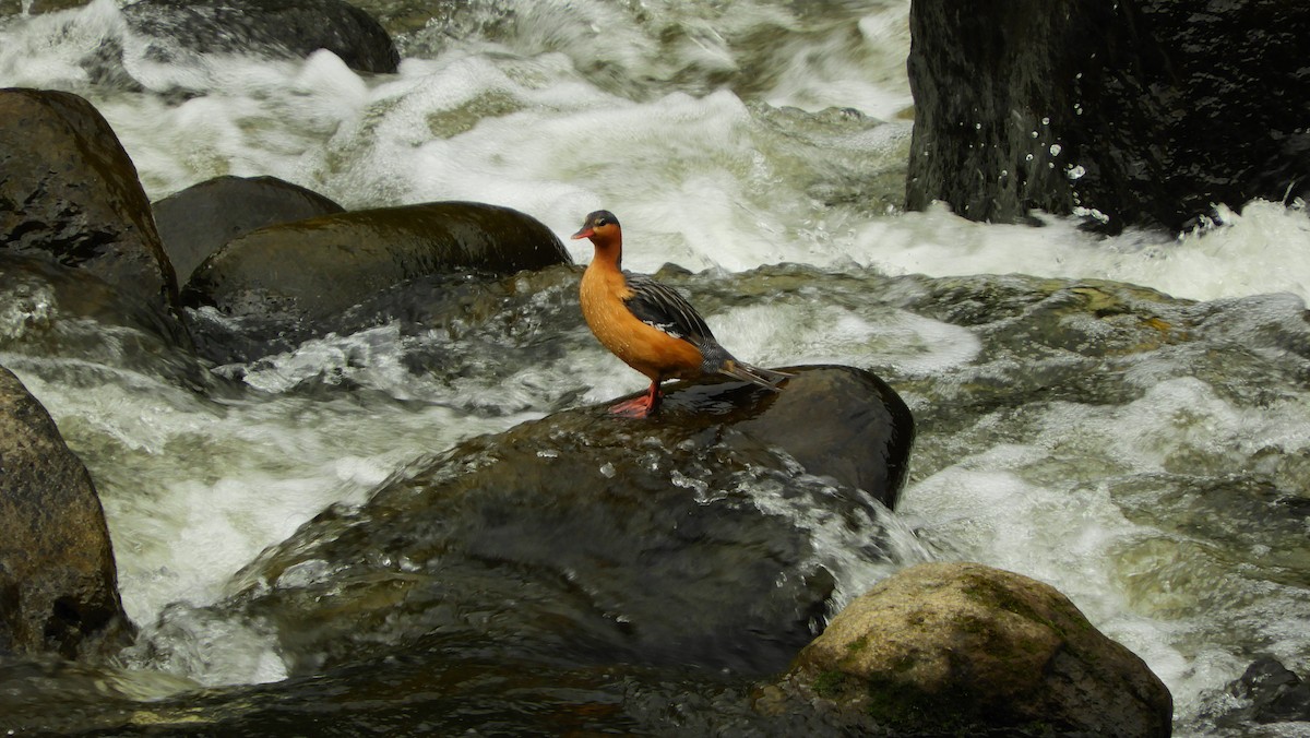 Pato Torrentero - ML141441141