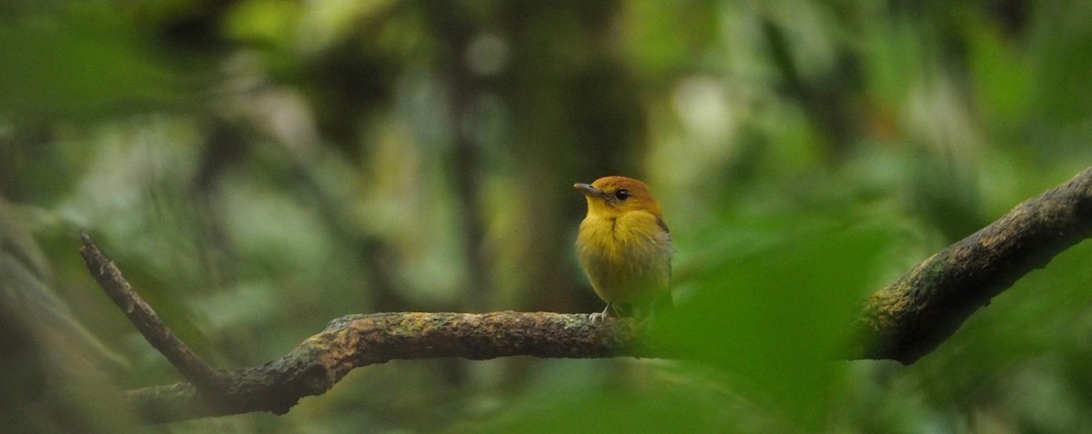 Yellow-throated Spadebill - ML141441511