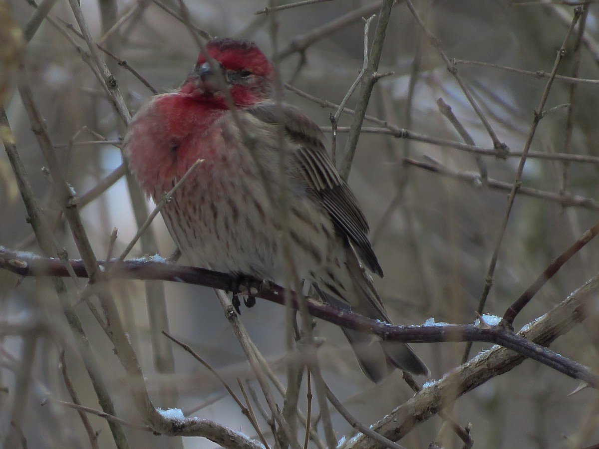 House Finch - ML141441821