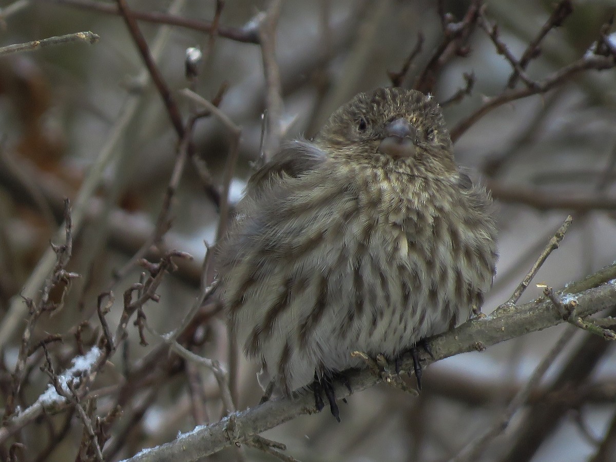 House Finch - ML141441831