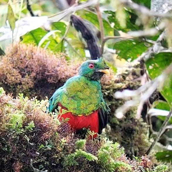 Crested Quetzal - ML141441841