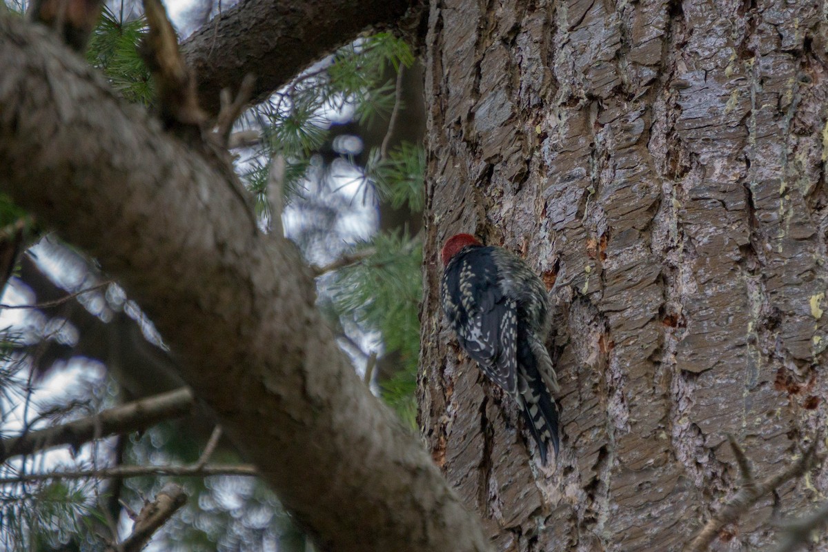 Red-breasted Sapsucker - ML141442791