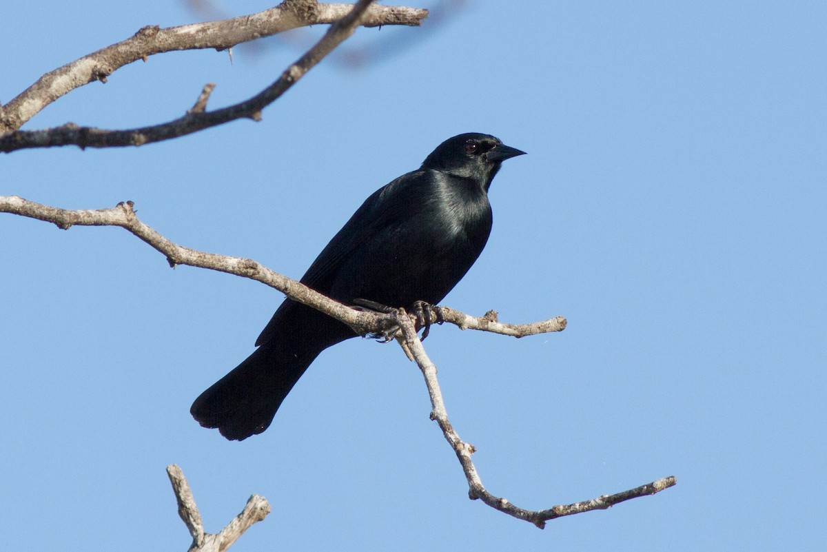 Yellow-shouldered Blackbird - ML141443061