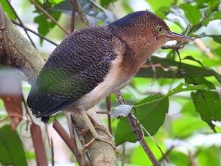 Juvenile - Zigzag Heron