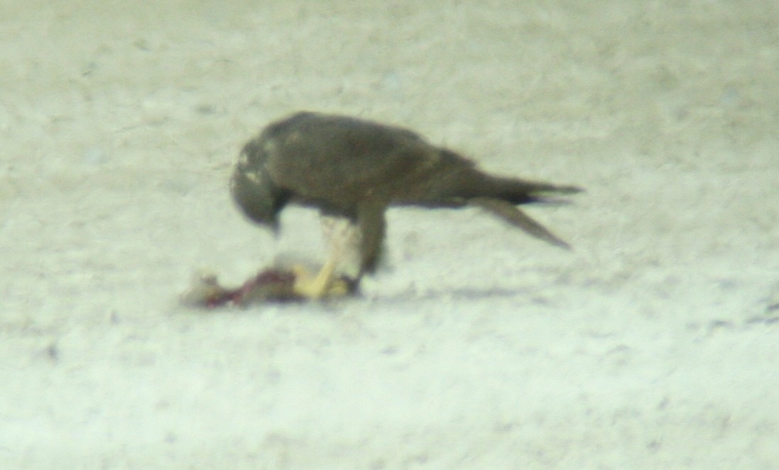 Peregrine Falcon - ML141443971