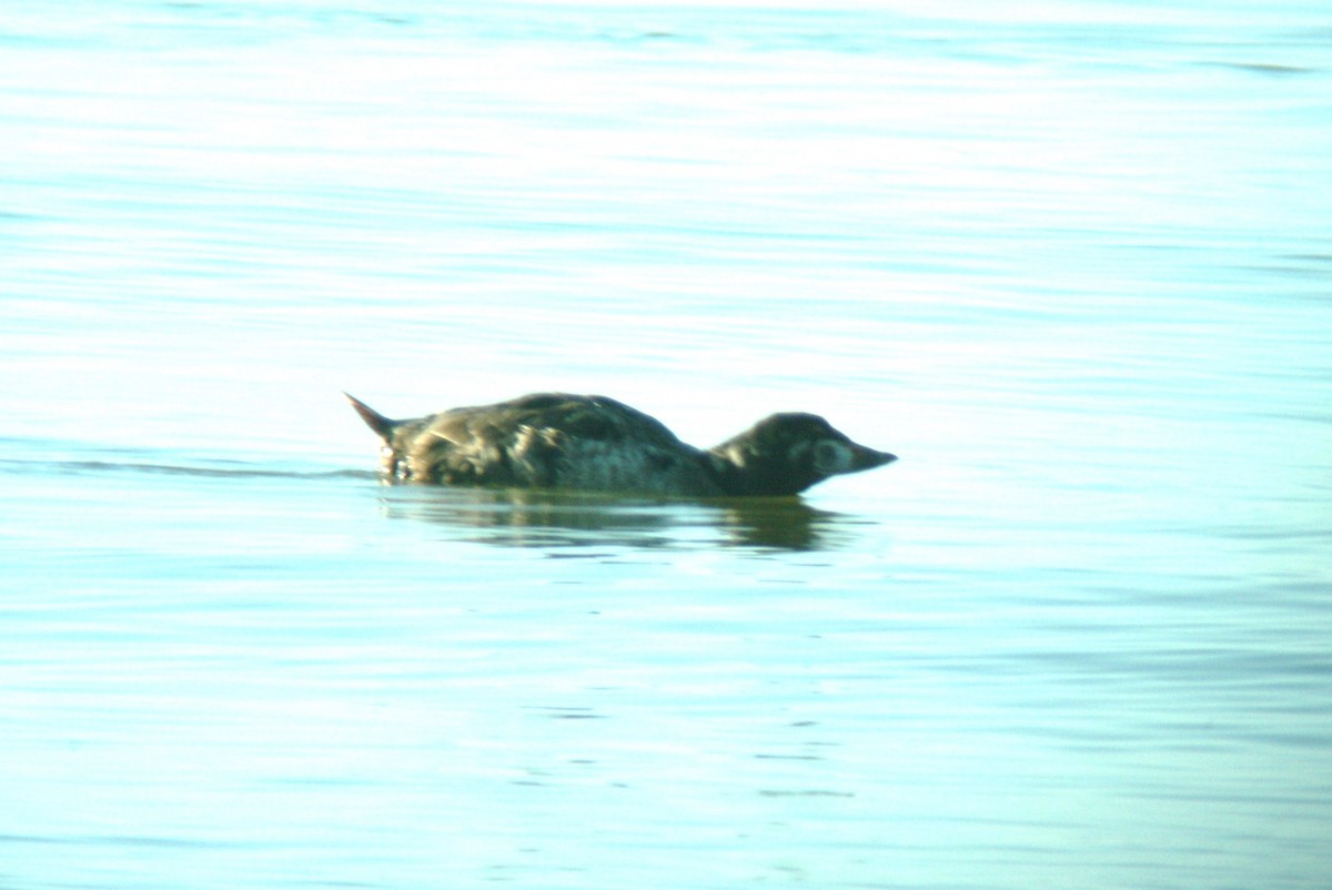 Surf Scoter - ML141444391