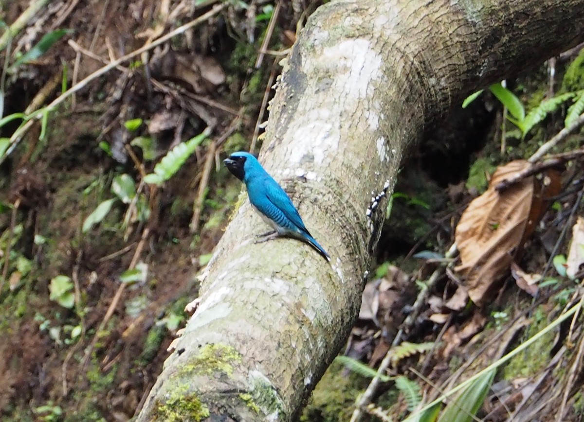 Tangara Golondrina - ML141444911