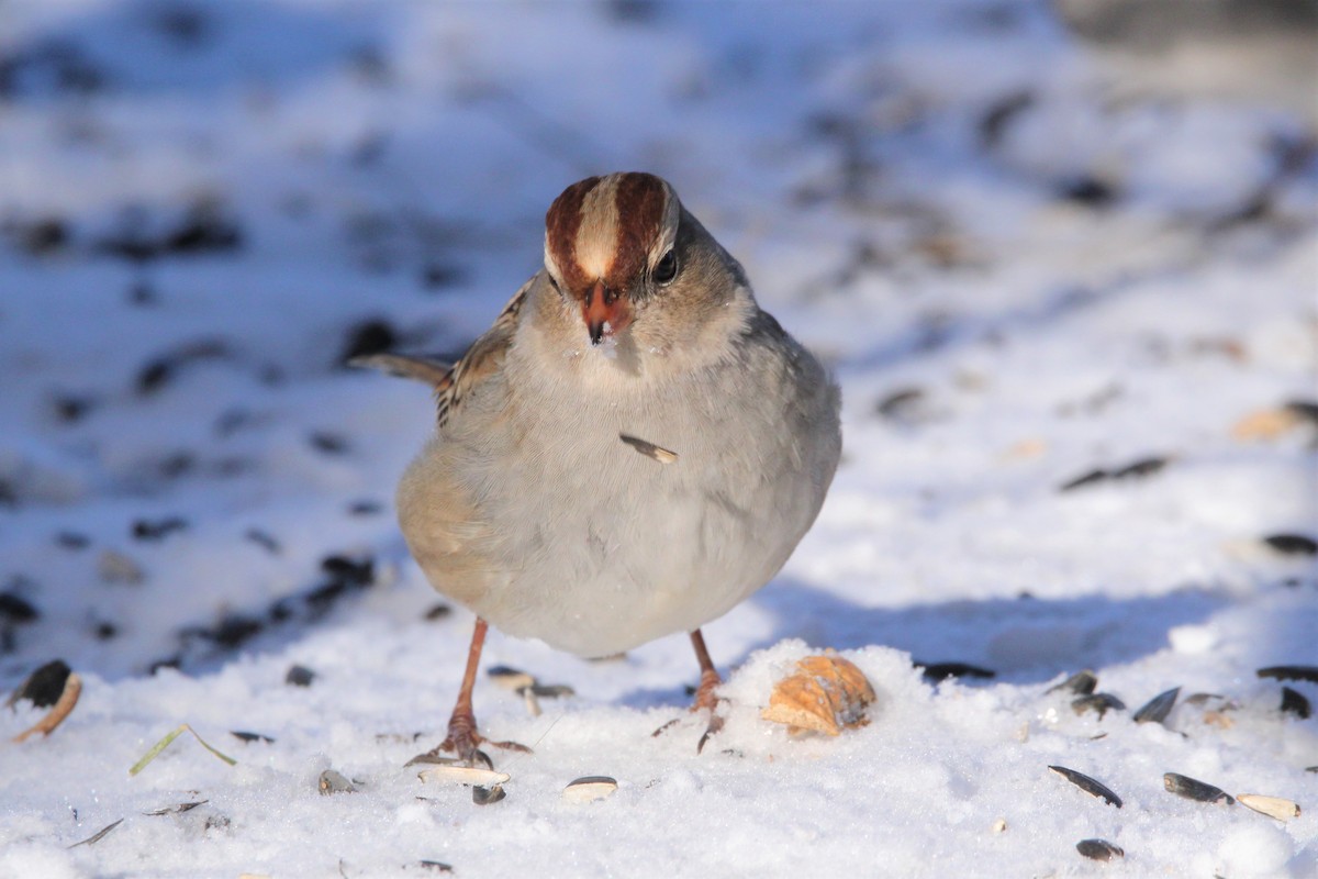 White-crowned Sparrow - Quinten Wiegersma