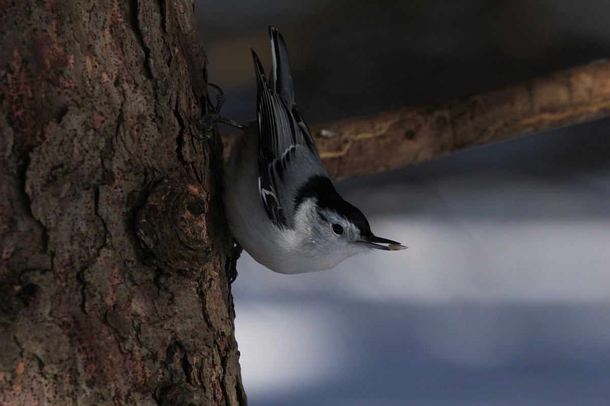 White-breasted Nuthatch (Eastern) - Quinten Wiegersma