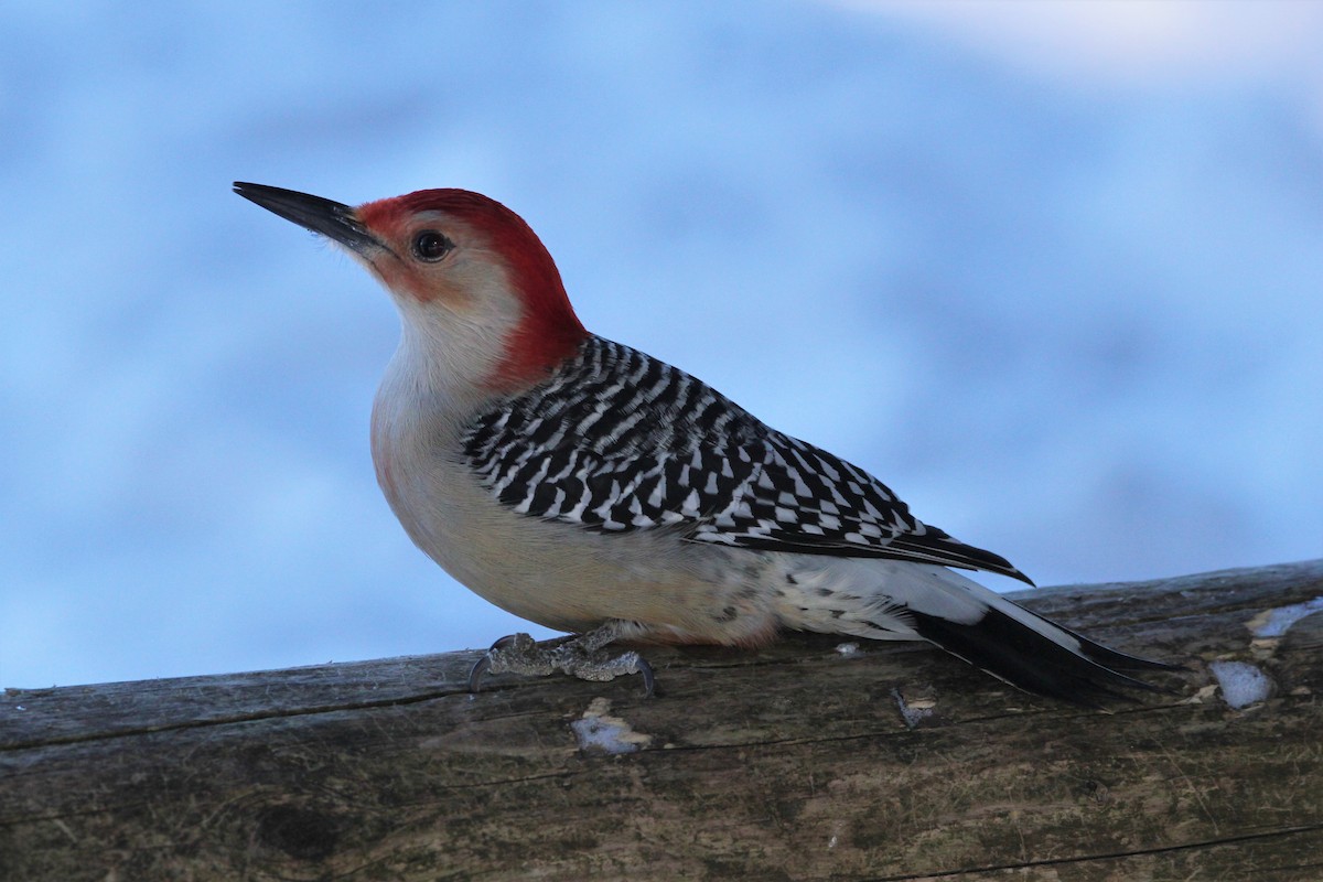 Red-bellied Woodpecker - Quinten Wiegersma