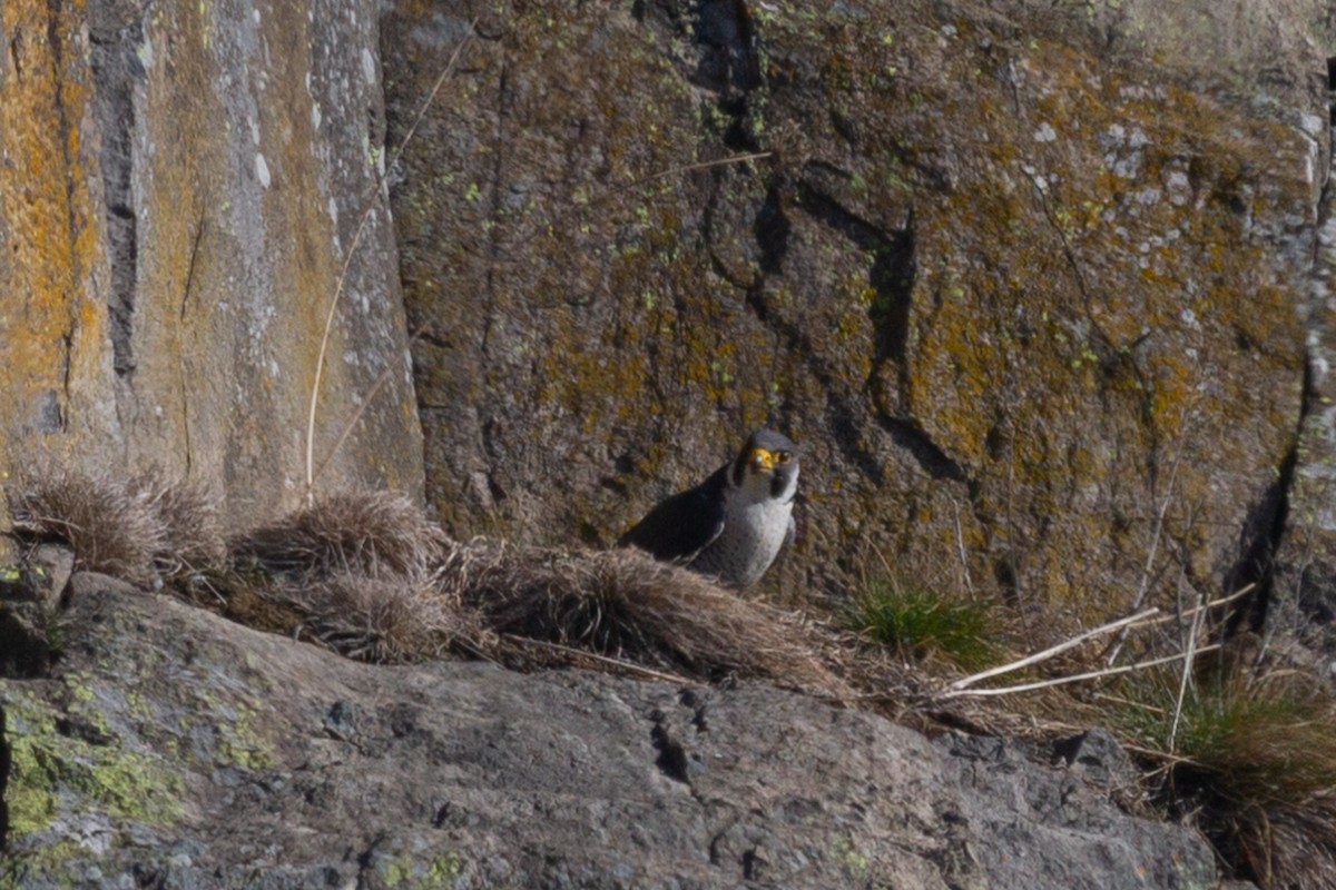 Peregrine Falcon - ML141445421