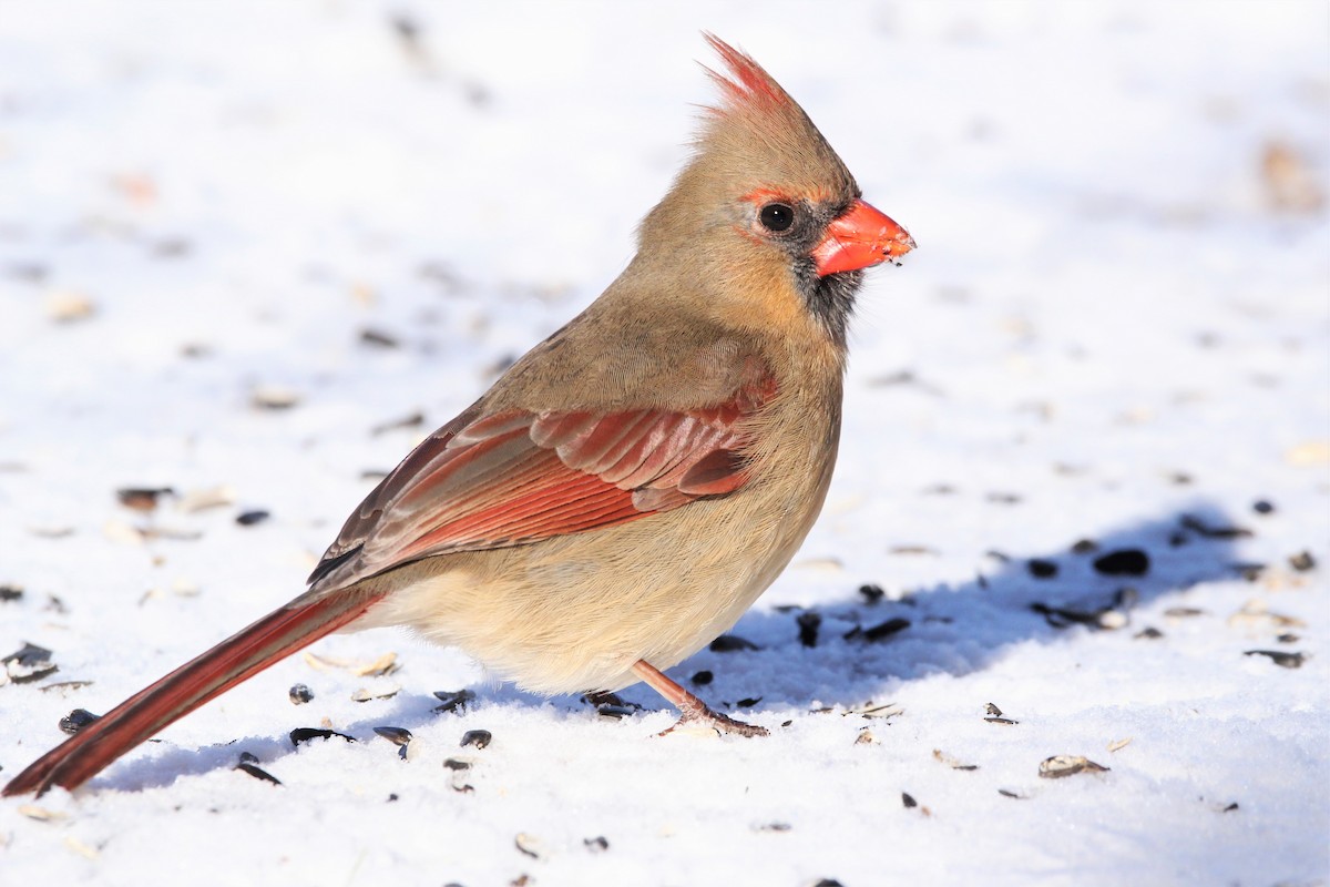 Northern Cardinal - ML141445431