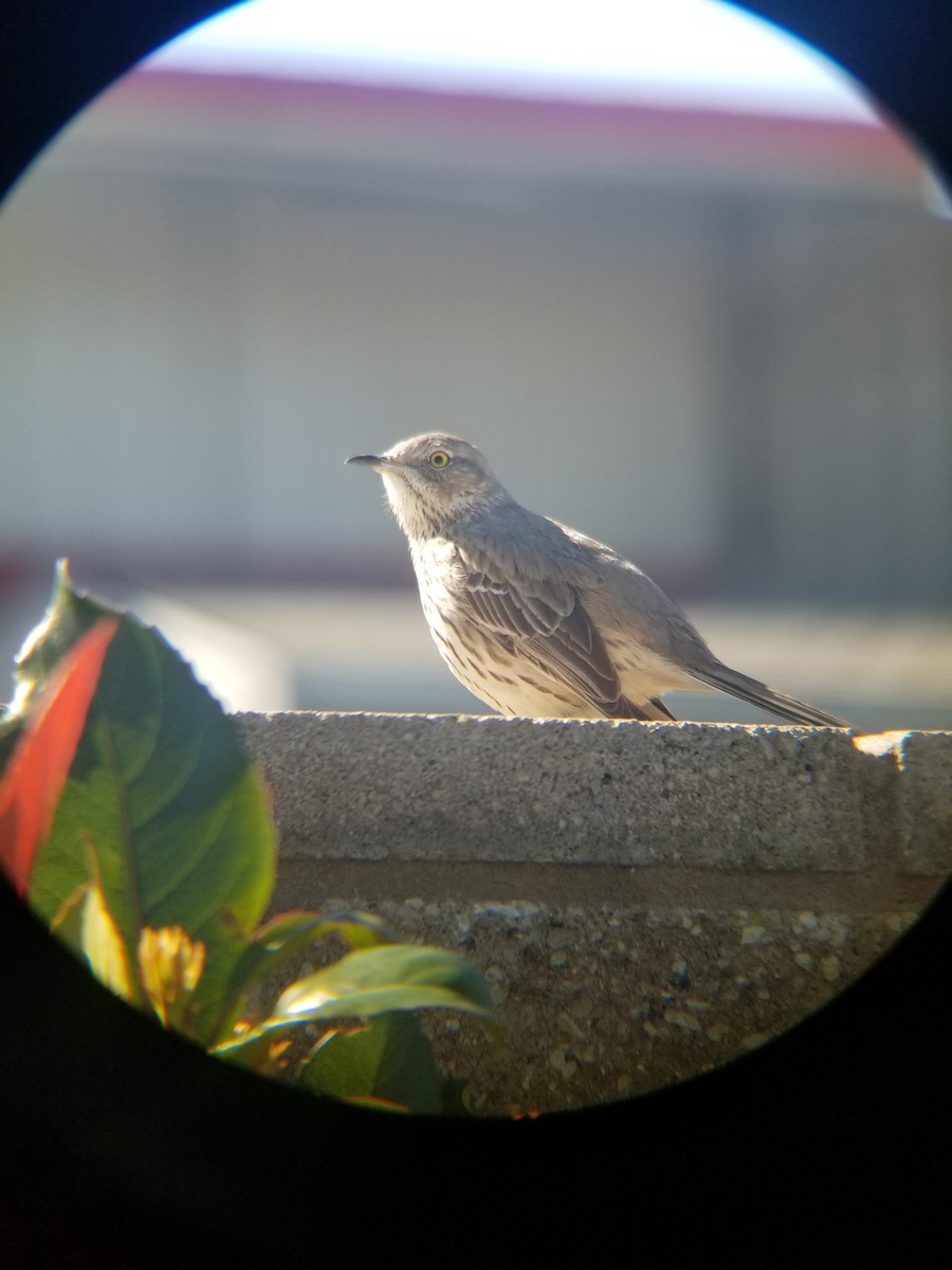 Sage Thrasher - ML141445951