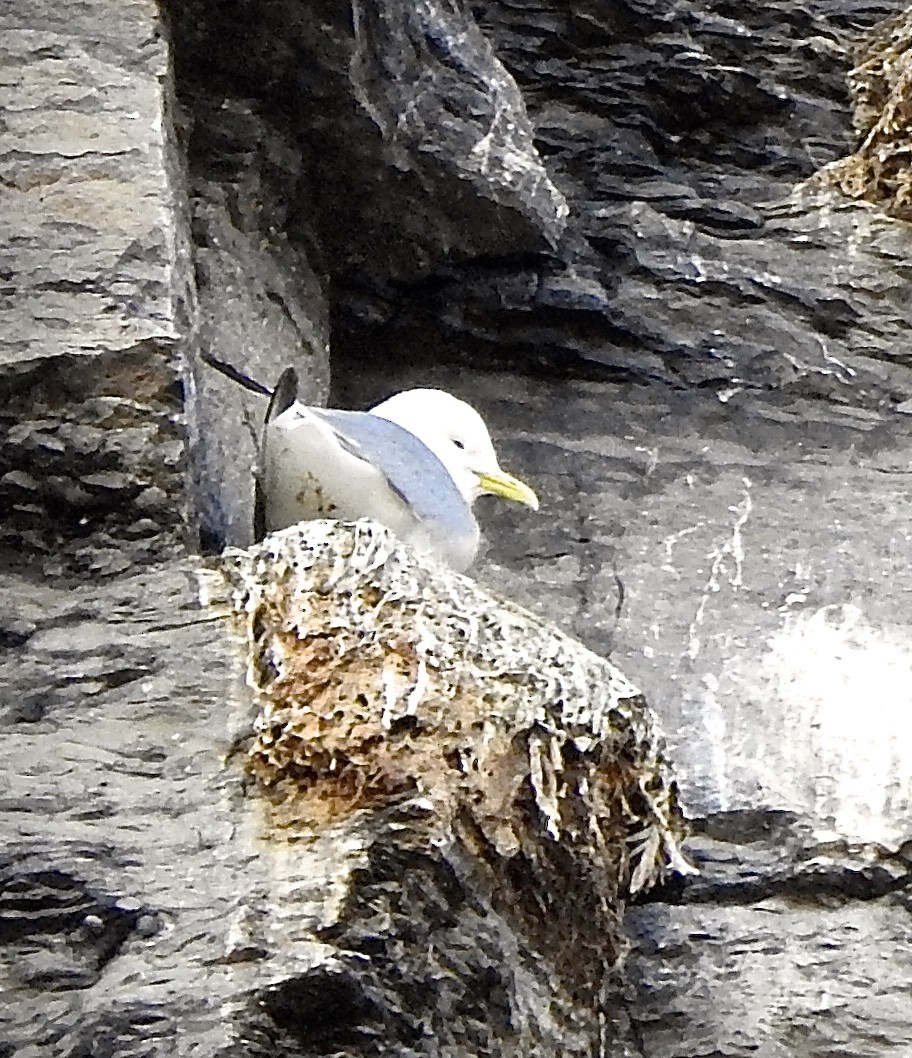 Black-legged Kittiwake - Barbara Jablonski