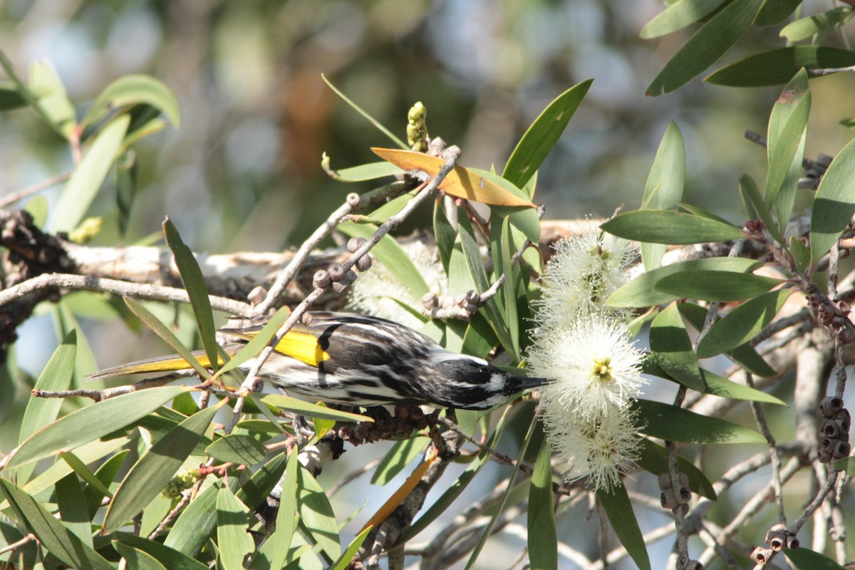 White-cheeked Honeyeater - ML141449921