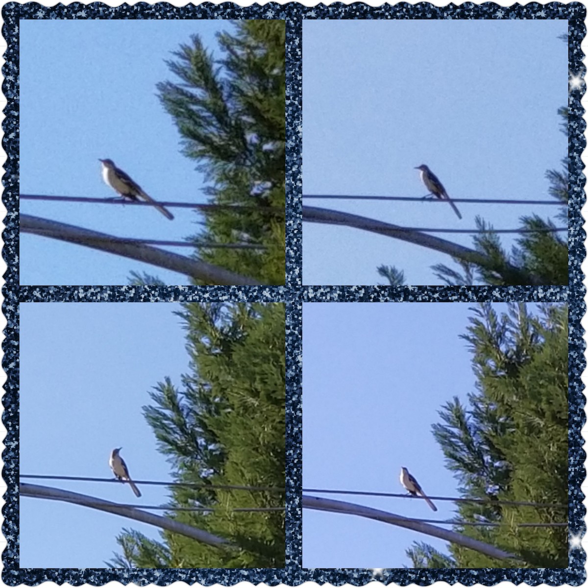 Northern Mockingbird - Martinez Elementary