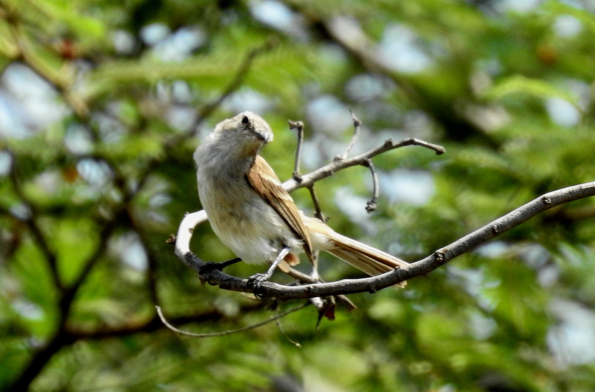 Tumbes Tyrannulet - ML141450181