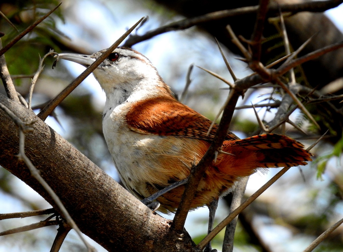 Superciliated Wren - ML141450281