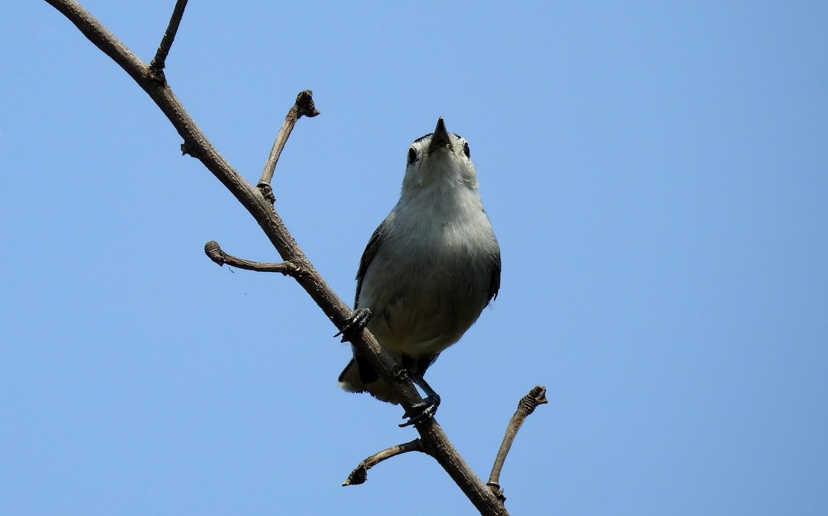 White-browed Gnatcatcher - ML141450311