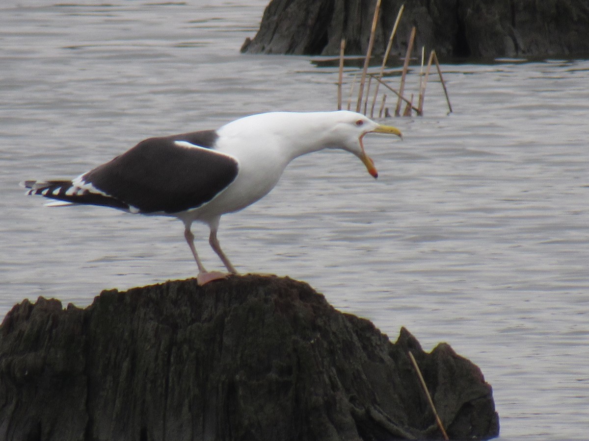 Great Black-backed Gull - John Coyle