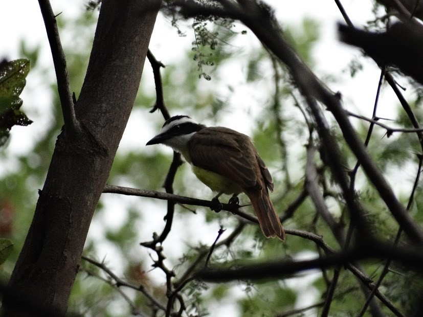 Great Kiskadee - ML141454311