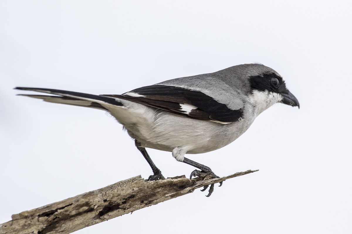 Loggerhead Shrike - ML141454461