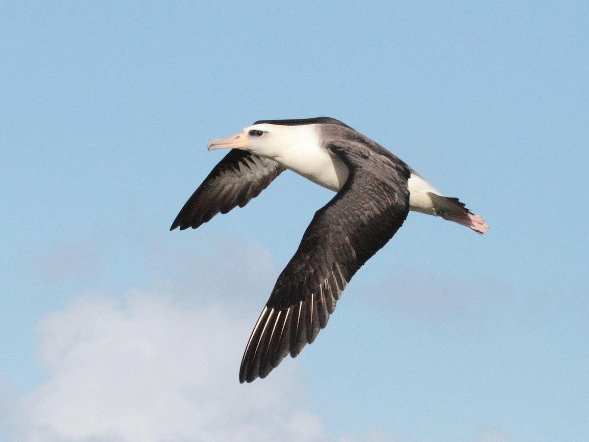 albatros laysanský - ML141454521