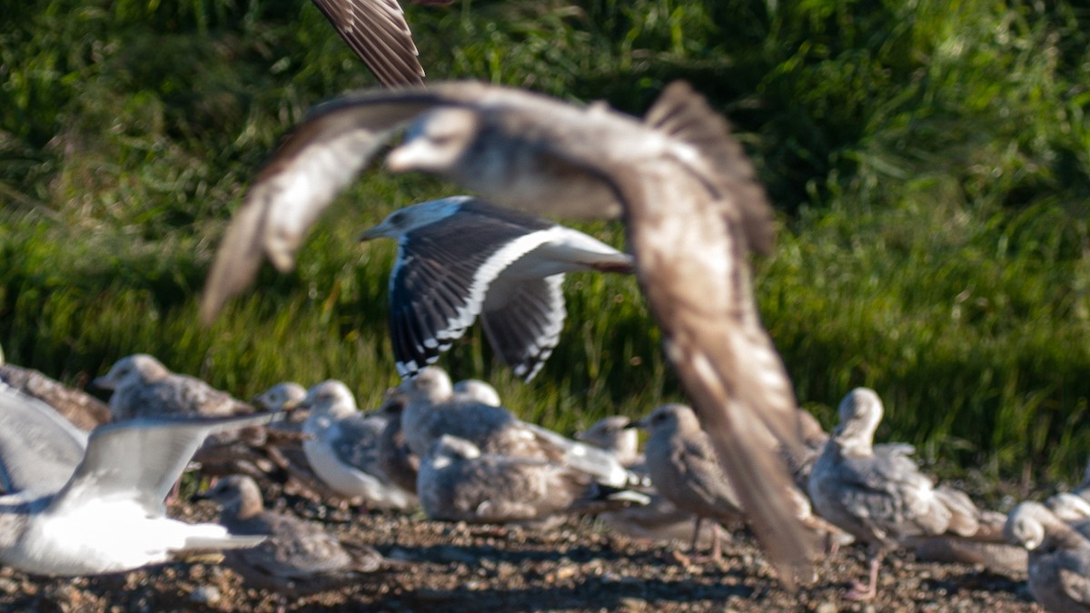 Slaty-backed Gull - Jim Gain