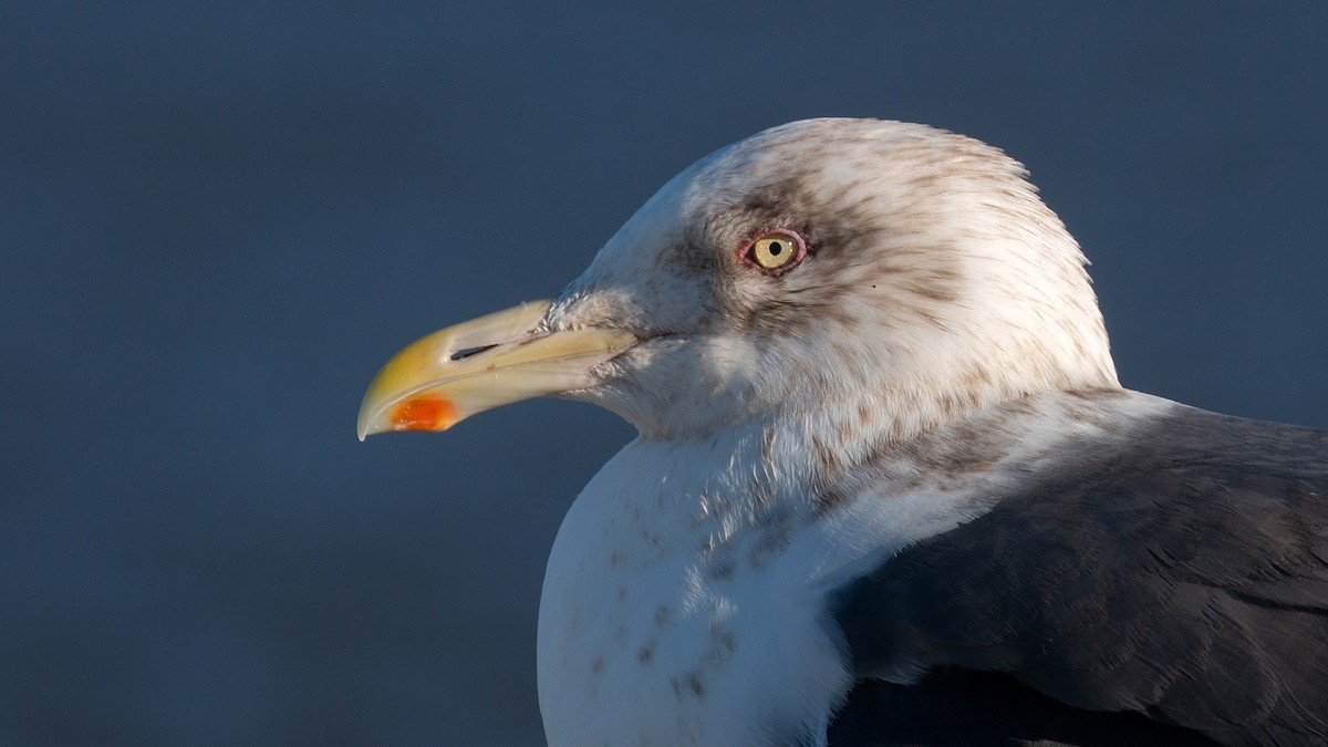 Gaviota de Kamchatka - ML141455031