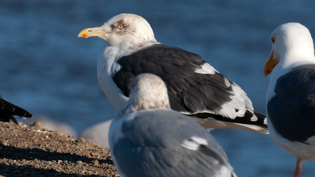 Gaviota de Kamchatka - ML141455051