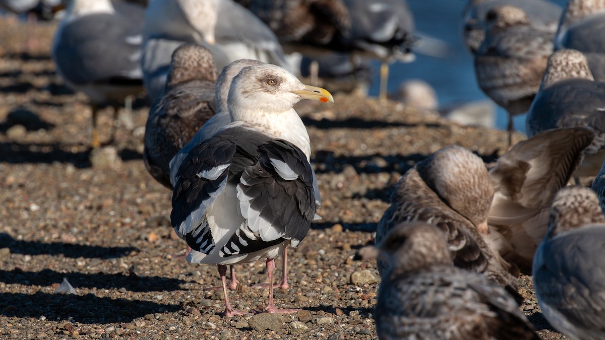 Gaviota de Kamchatka - ML141455071