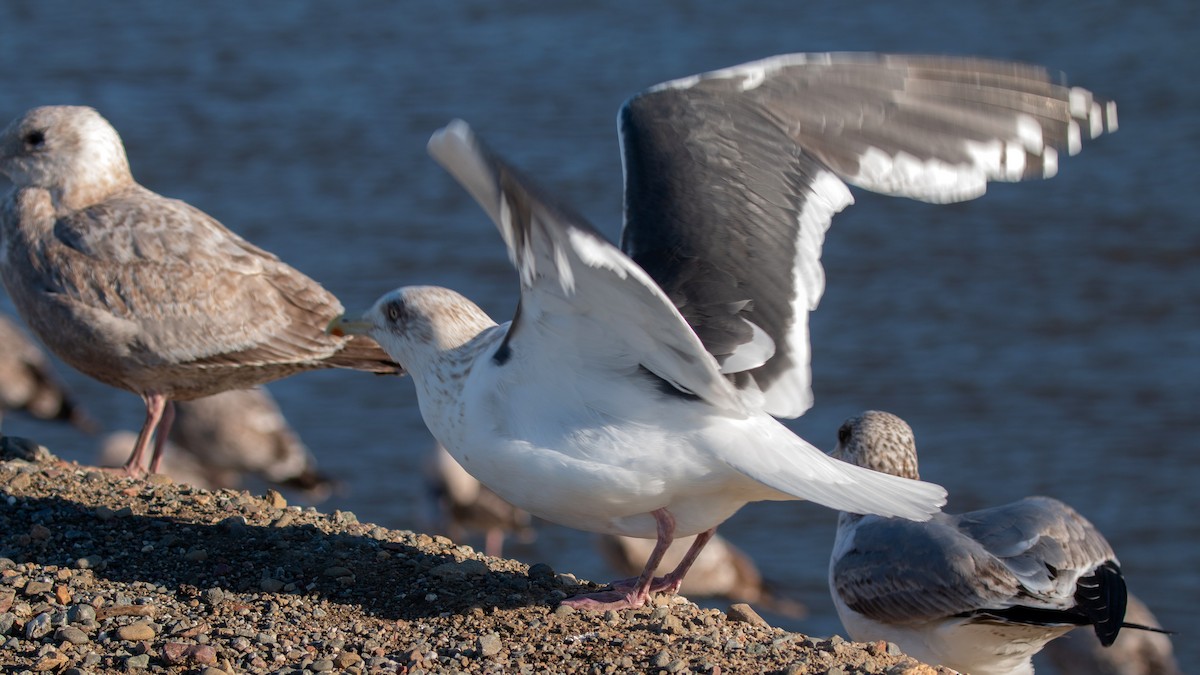 Gaviota de Kamchatka - ML141455131