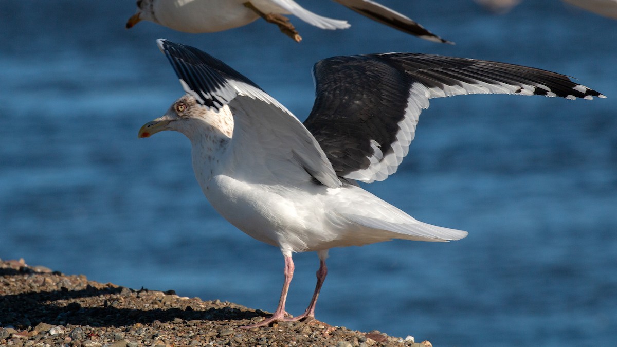 Gaviota de Kamchatka - ML141455151