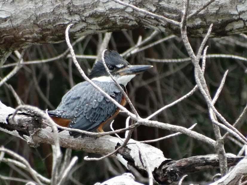 Ringed Kingfisher - ML141455161