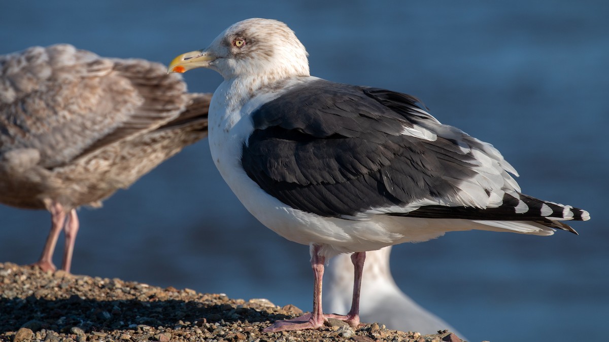 Gaviota de Kamchatka - ML141455481