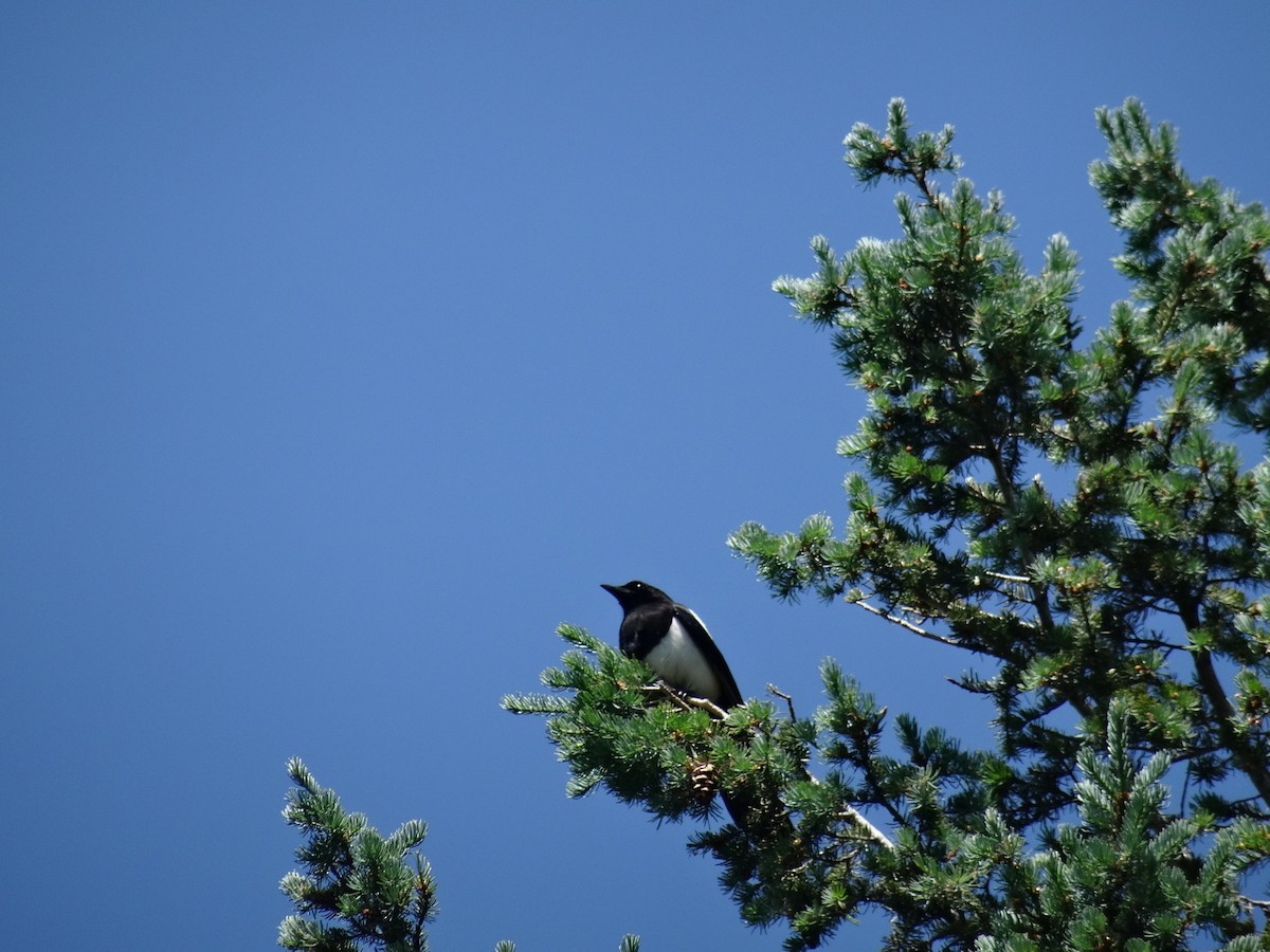 Black-billed Magpie - ML141455571