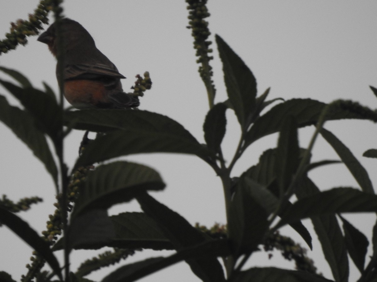 Ruddy-breasted Seedeater - Joana De Rivero