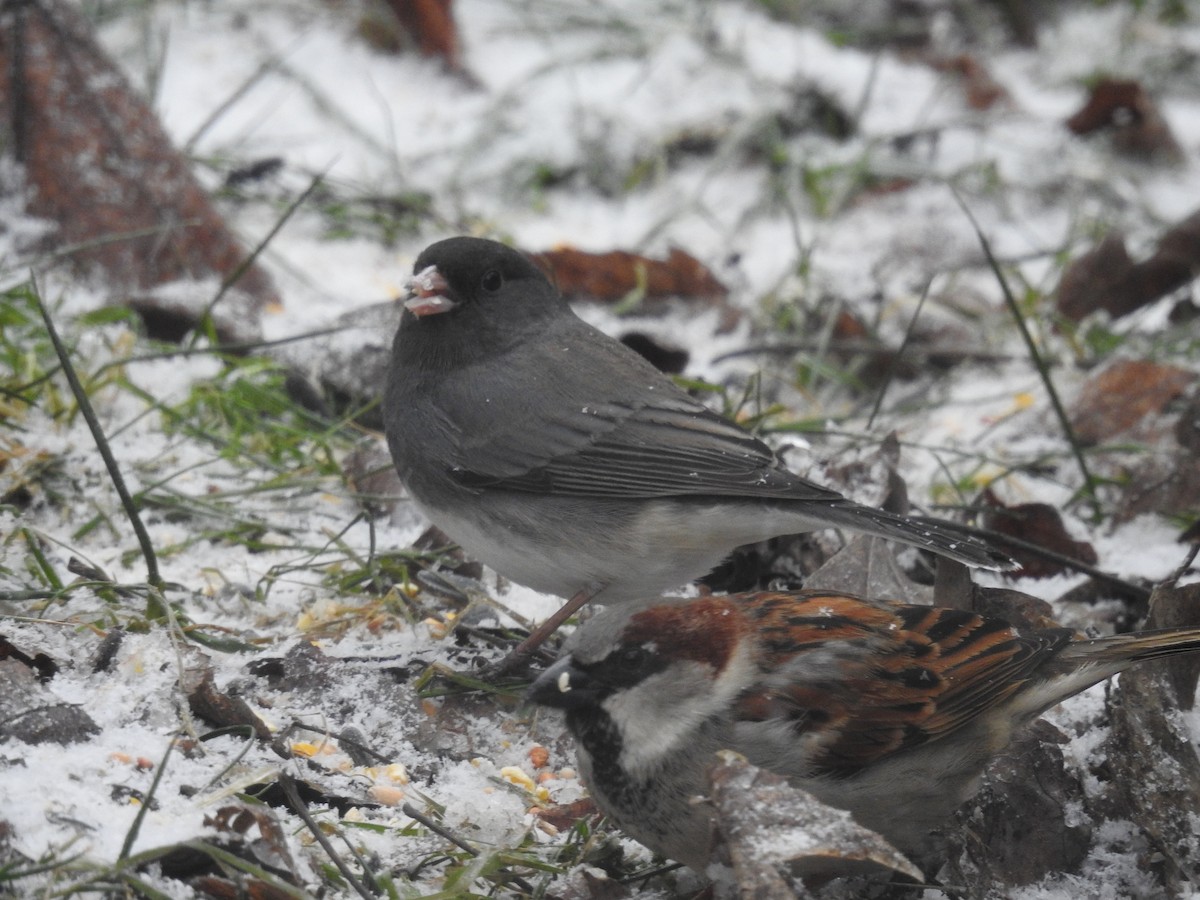 Dark-eyed Junco - ML141456101