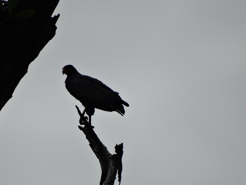 Common Black Hawk - ML141456491