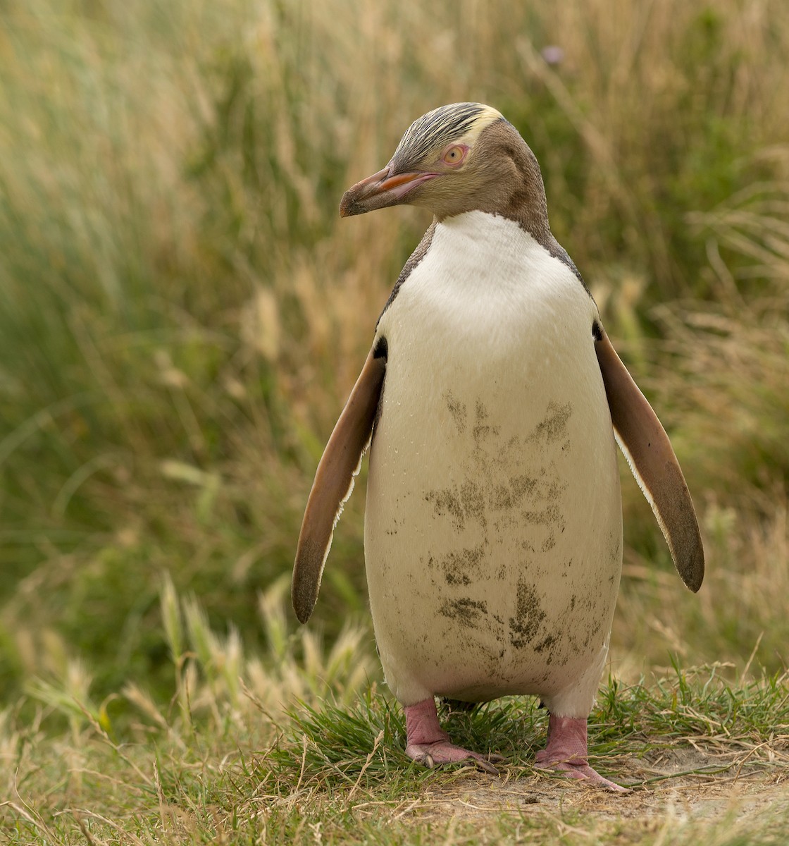 Yellow-eyed Penguin - ML141456541