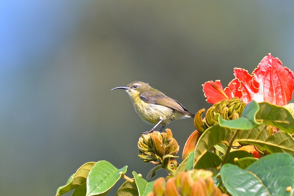 Olive-bellied Sunbird - ML141457121