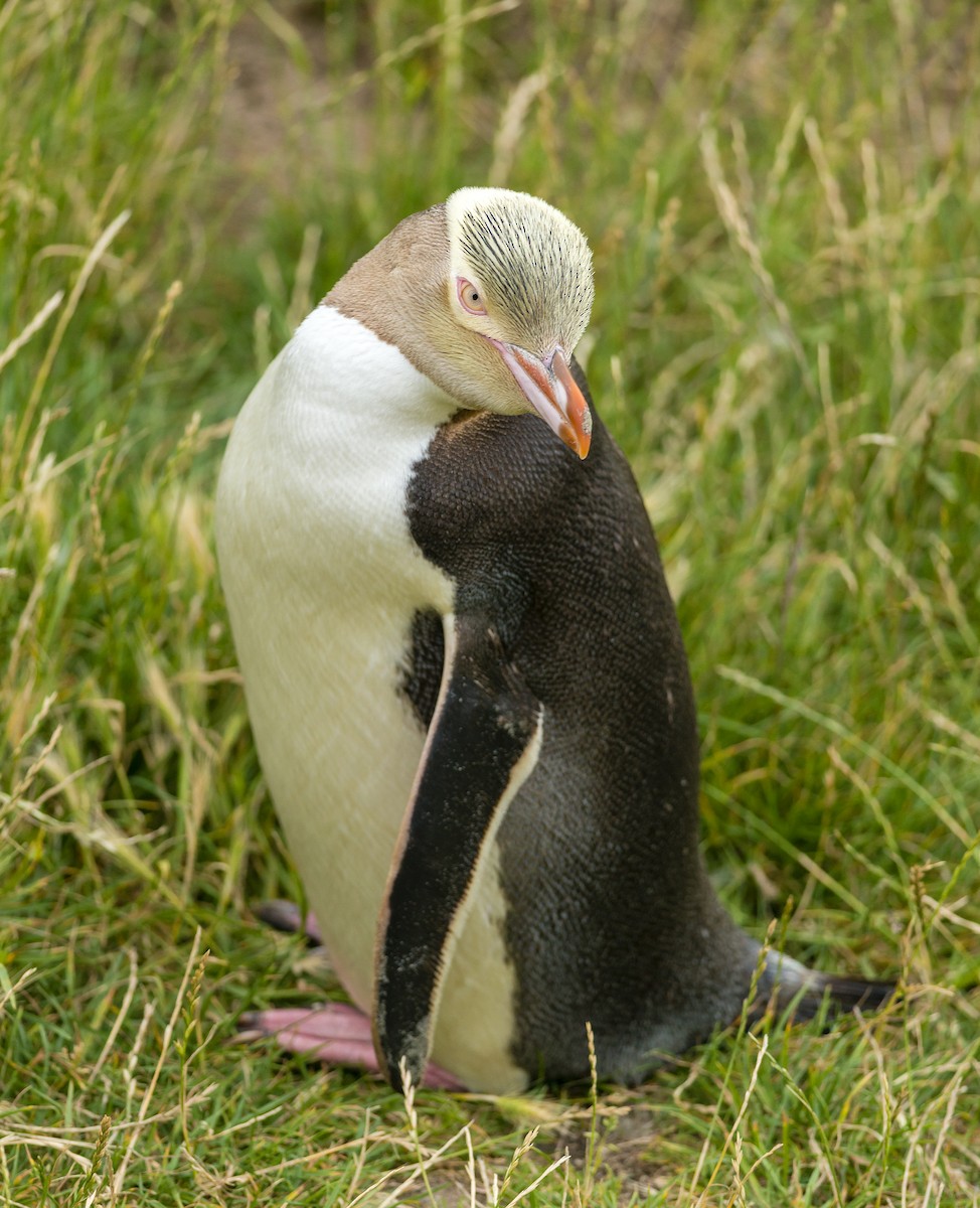 Великолепный пингвин - ML141457591