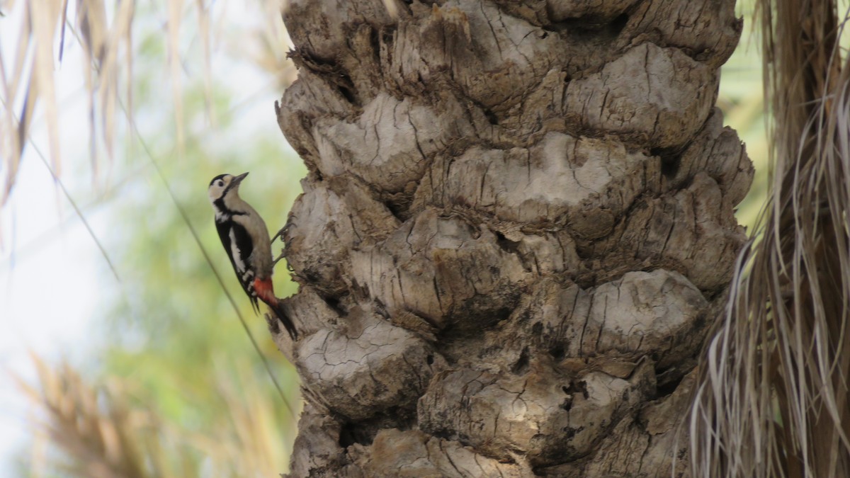 Sind Woodpecker - Ali Mousavi